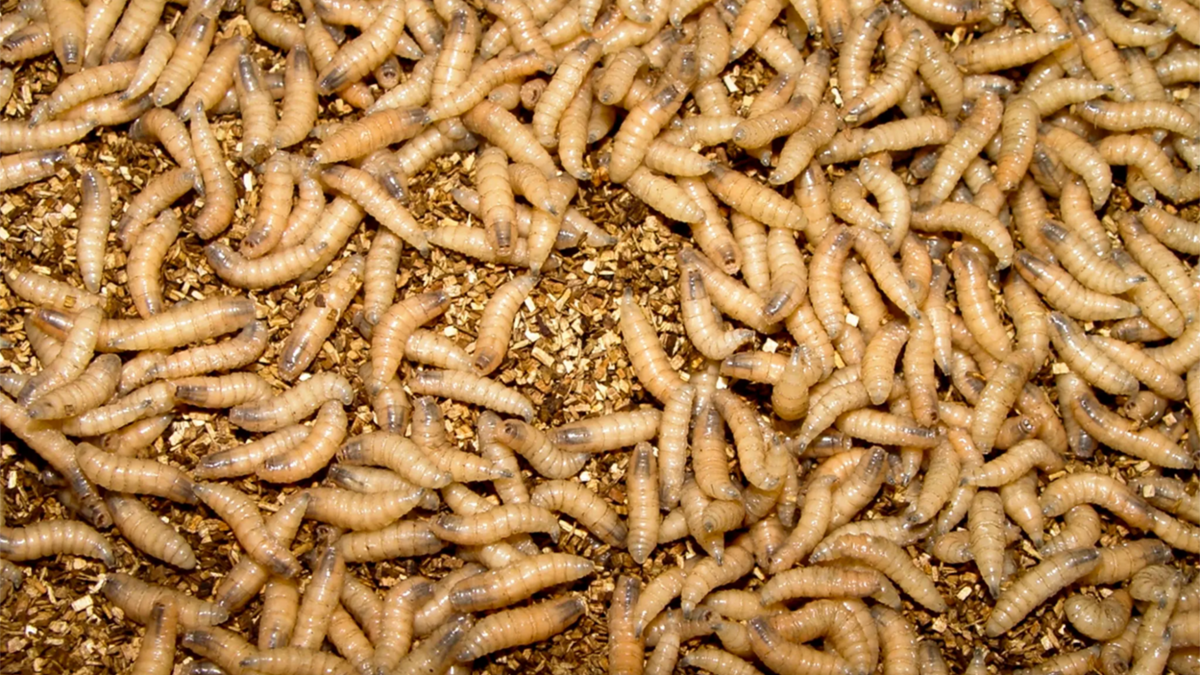 More New World screwworm has been detected. Latest updates for NC