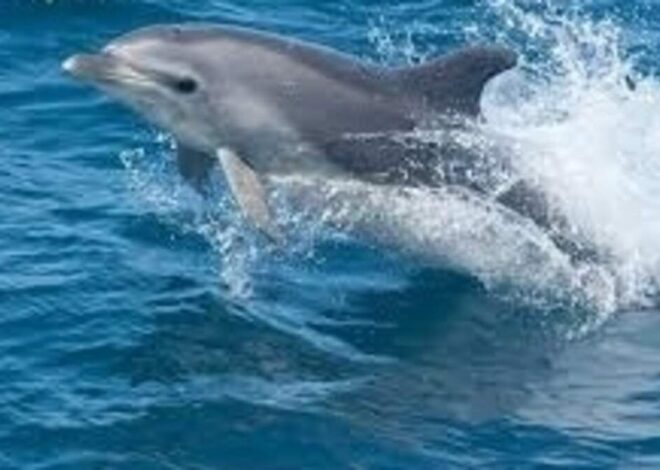 ‘Incredibly painful’ item was stuck in dead dolphin’s throat, NC researchers find