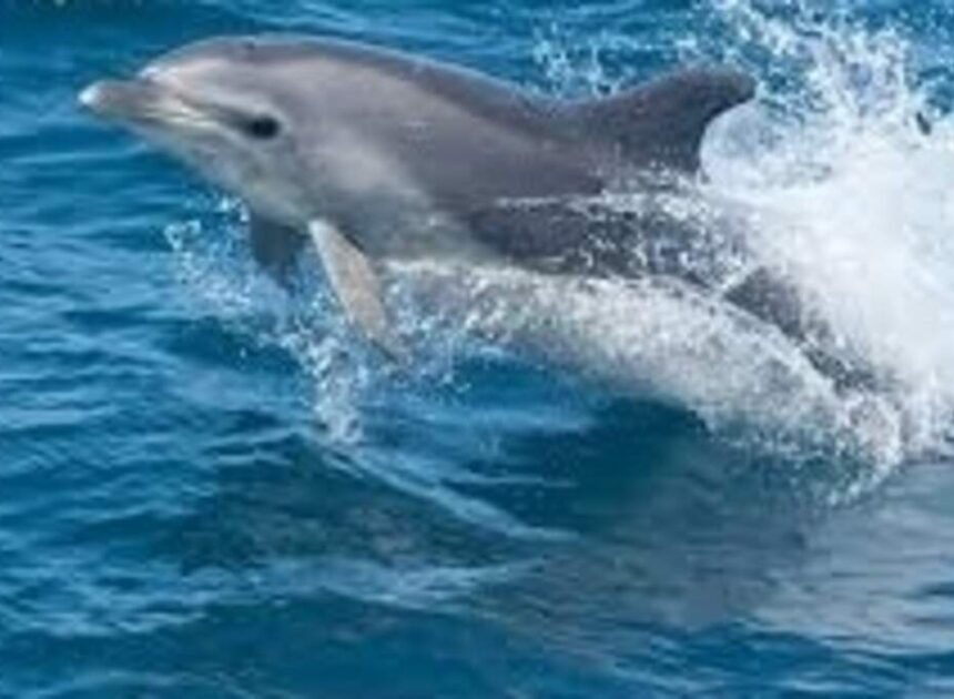 ‘Incredibly painful’ item was stuck in dead dolphin’s throat, NC researchers find