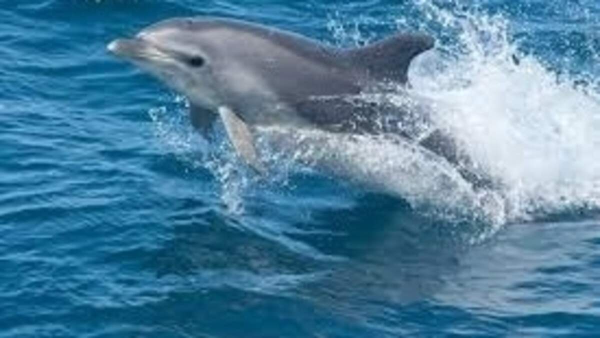 ‘Incredibly painful’ item was stuck in dead dolphin’s throat, NC researchers find