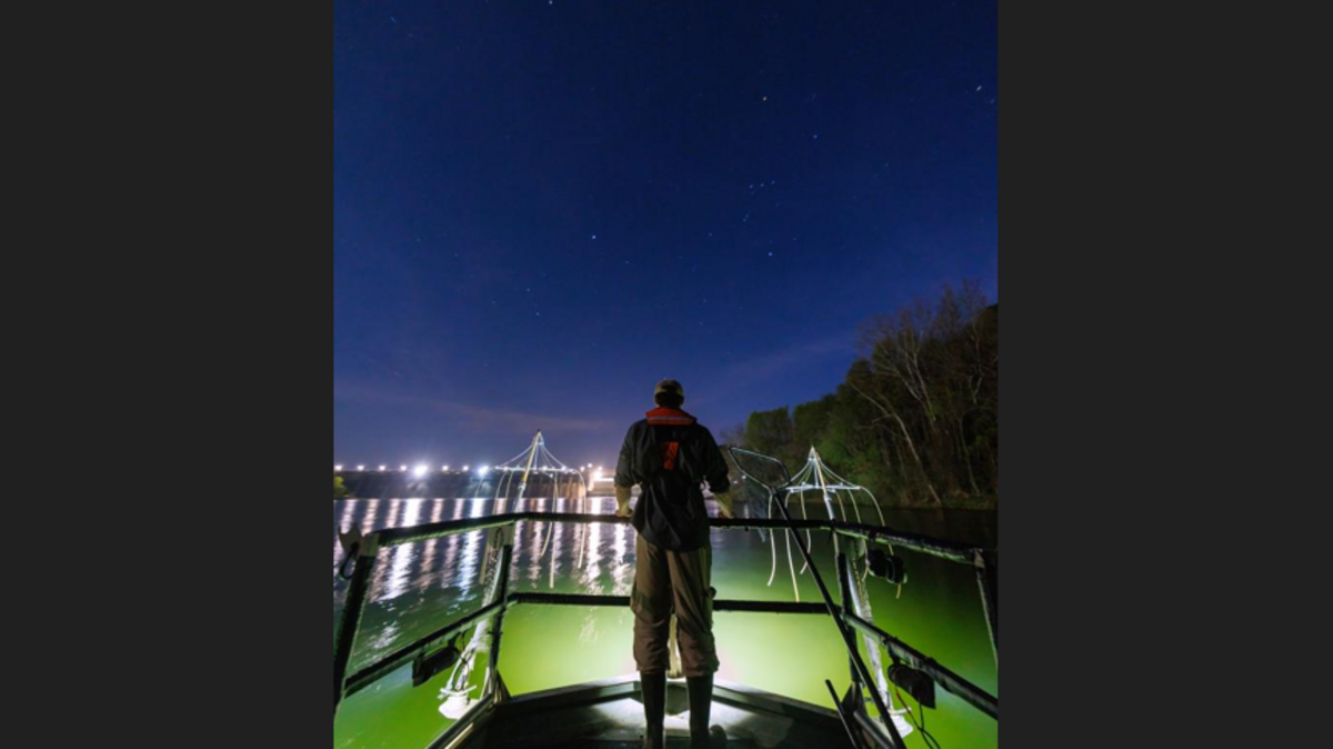 Fish with glowing eyes can vanish in NC lake for months. State seeks answers