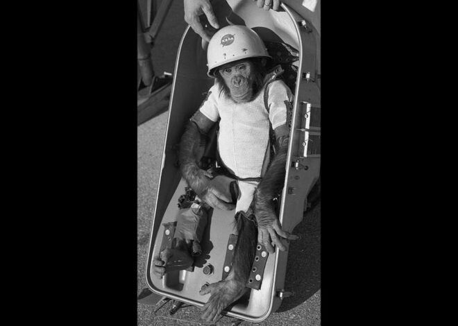Ham the Astrochimp, first ape in space who retired to the NC Zoo, finally gets his due