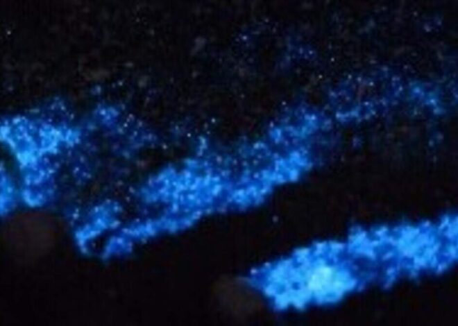 Electric blue waves at NC beaches? Best spots to see bioluminescence