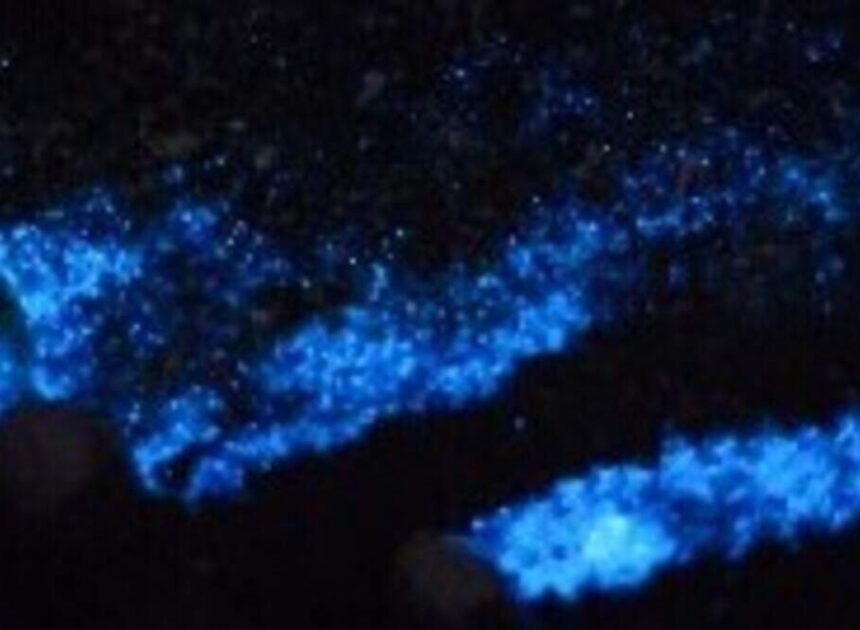 Electric blue waves at NC beaches? Best spots to see bioluminescence