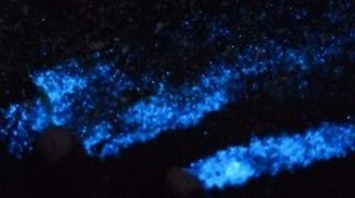 Electric blue waves at NC beaches? Best spots to see bioluminescence