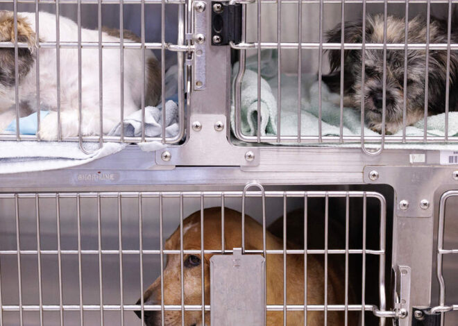 Can you be arrested for denying your pet vet care? Here’s what NC law says.