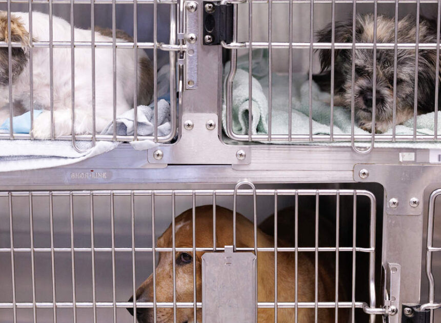 Can you be arrested for denying your pet vet care? Here’s what NC law says.