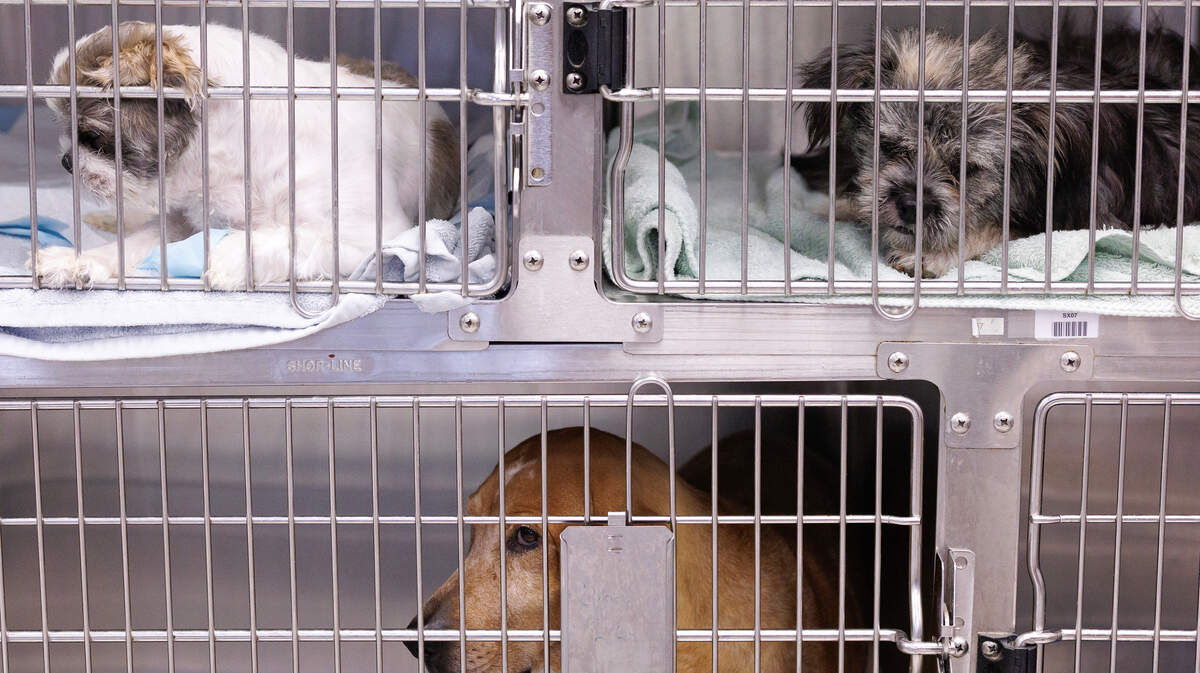 Can you be arrested for denying your pet vet care? Here’s what NC law says.