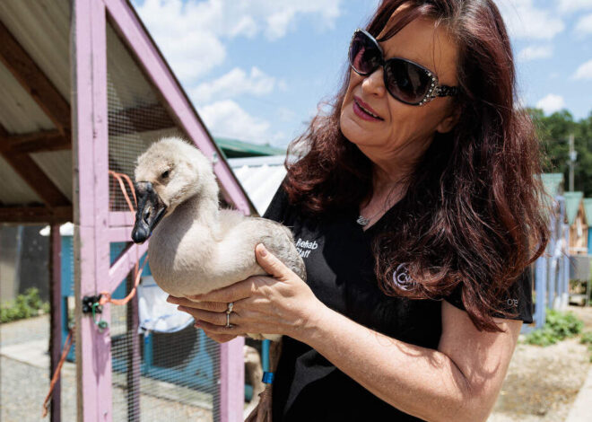 As development pushes birds out, Carolina Waterfowl Rescue tends Charlotte’s flock