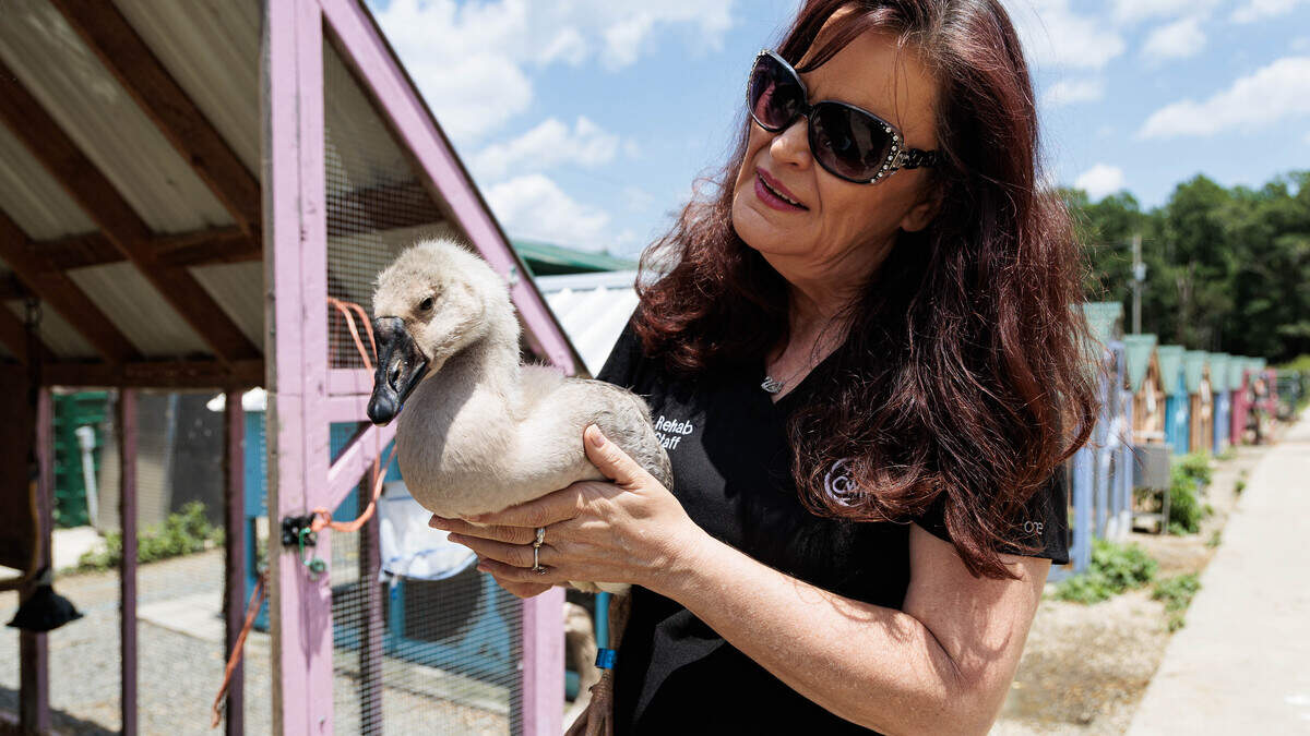 As development pushes birds out, Carolina Waterfowl Rescue tends Charlotte’s flock