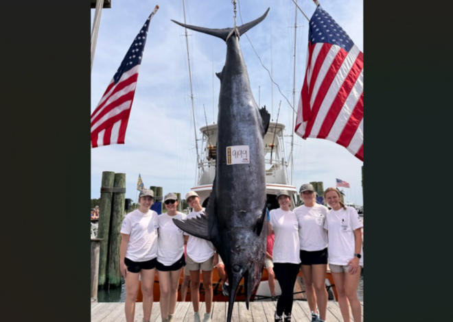 Unexpected finds made in blue marlin caught during NC tournament, scientists say