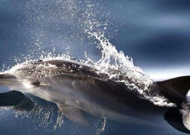 This NC beach town is the best in the US for dolphin-watching, study says