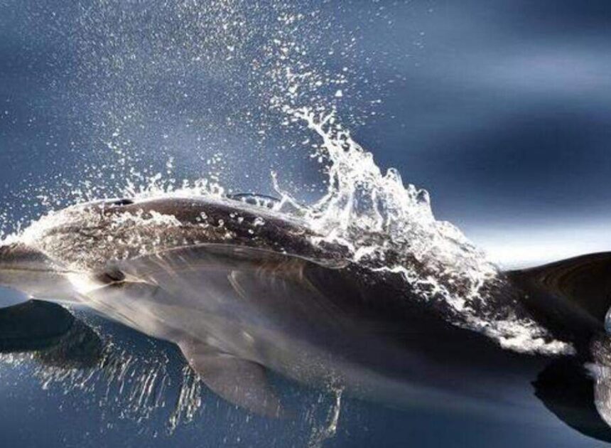 This NC beach town is the best in the US for dolphin-watching, study says