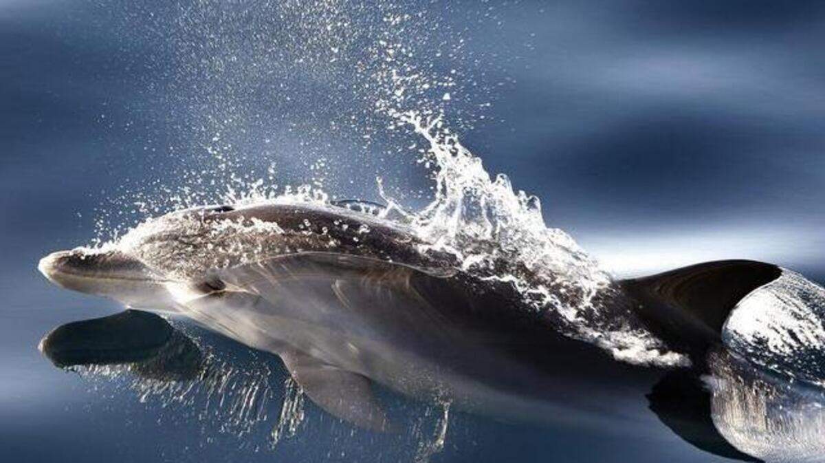 This NC beach town is the best in the US for dolphin-watching, study says