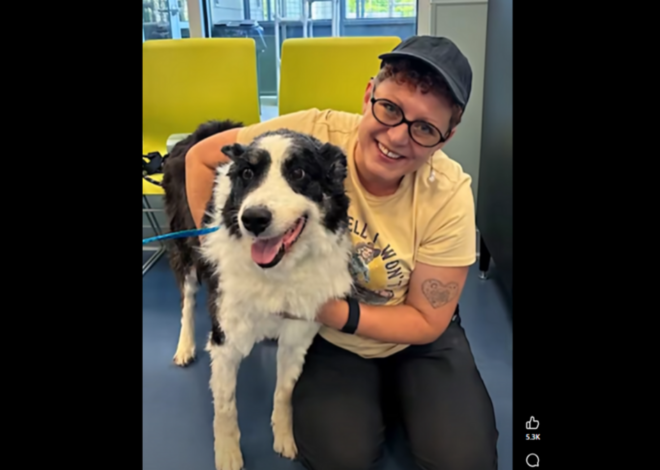 Dog lost in Oklahoma found roaming the streets in North Carolina, shelter says