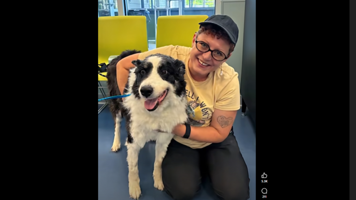 Dog lost in Oklahoma found roaming the streets in North Carolina, shelter says