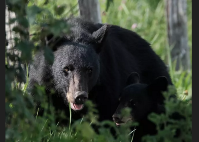 Bear enters home in western North Carolina and attacks resident, officials say