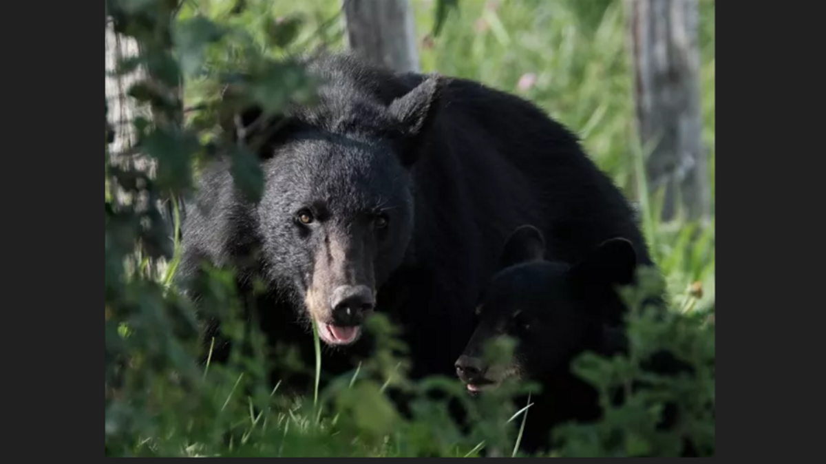 Bear enters home in western North Carolina and attacks resident, officials say