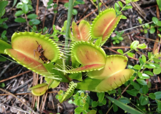 Man was recorded trying to take a carnivorous Venus flytrap, NC police say