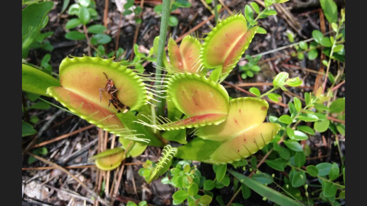 Man was recorded trying to take a carnivorous Venus flytrap, NC police say