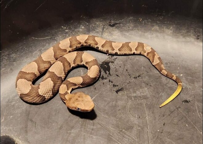 NC’s baby copperhead season is here. What to know about the venomous snakes