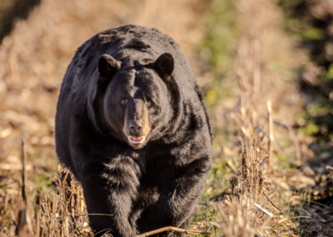 Bear repeatedly used unlocked door to eat pet food inside home, NC report says