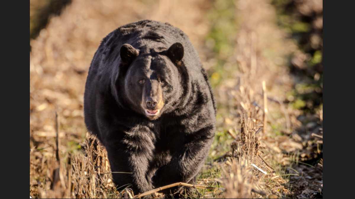 Bear repeatedly used unlocked door to eat pet food inside home, NC report says