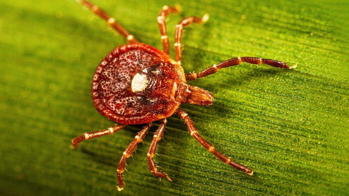 Rare & untreatable Bourbon virus has been found in NC ticks. How to stay safe