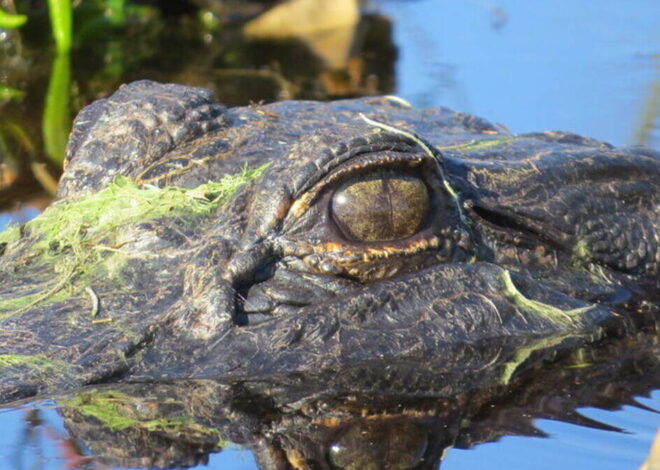 Alligator attacks Charlotte triathlete swimming in South Carolina river, police say