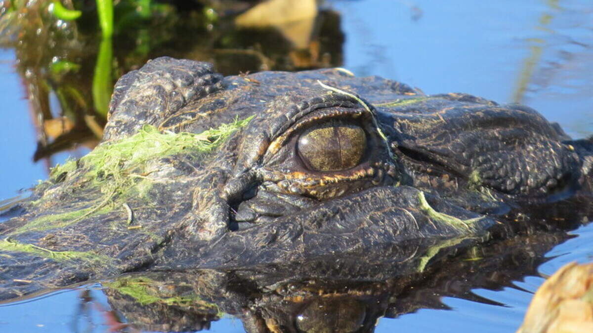 Alligator attacks Charlotte triathlete swimming in South Carolina river, police say