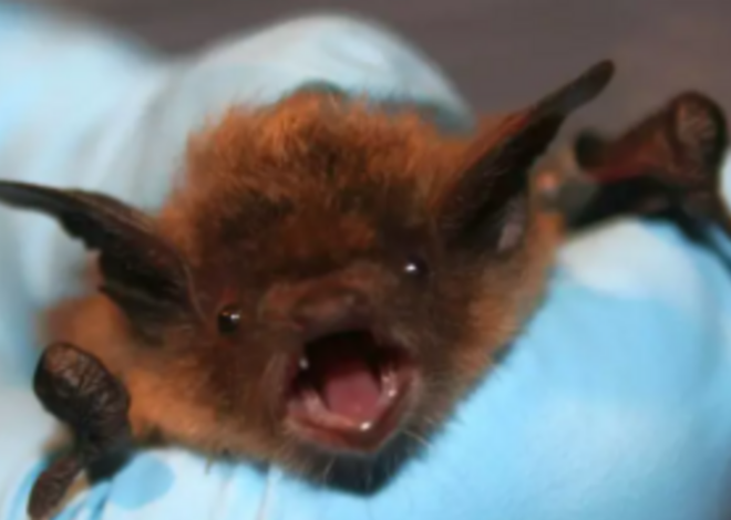 Rabies found in surprising areas, including Ballantyne, Huntersville, data shows