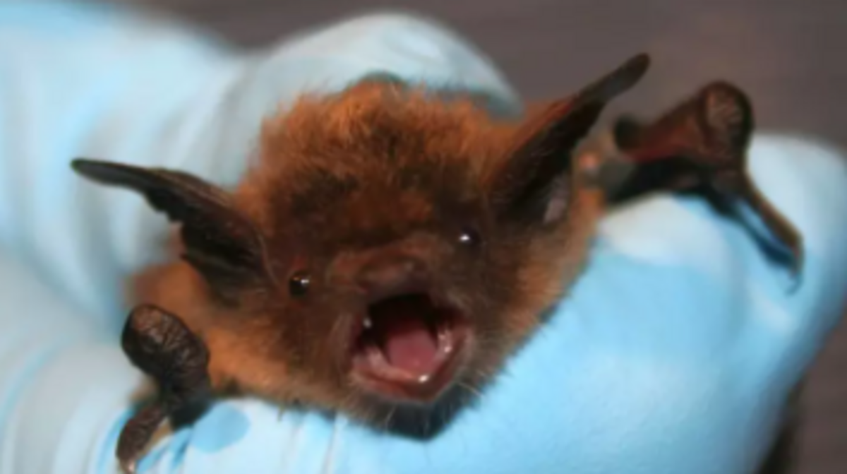 Rabies found in surprising areas, including Ballantyne, Huntersville, data shows
