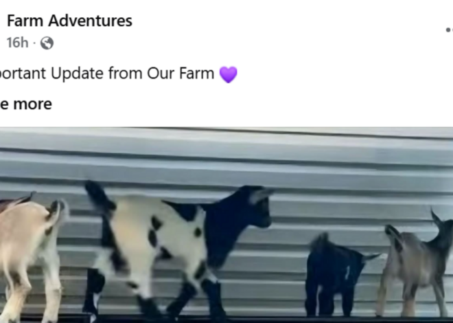 ‘Multiple’ baby goats had rabies at a mobile NC petting zoo, officials say