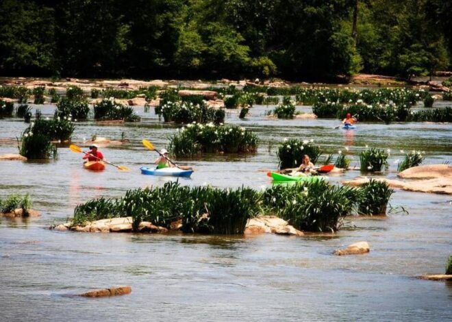 Popular Catawba River spot threatened by invasive weed. Blame Hurricane Helene