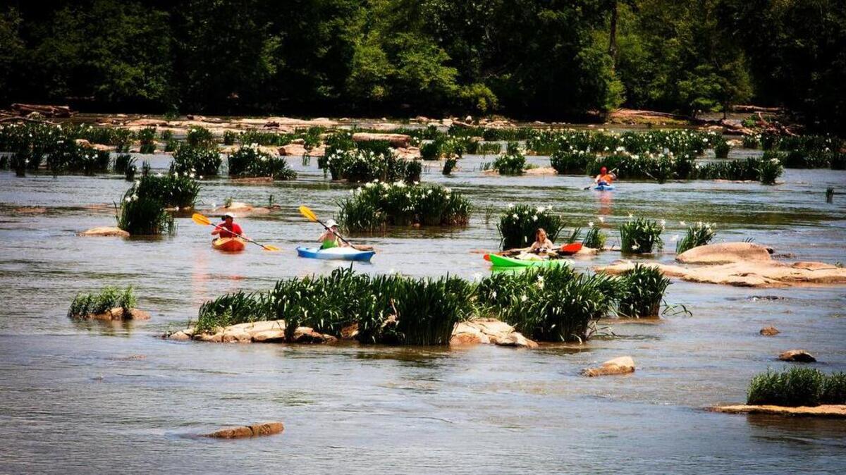 Popular Catawba River spot threatened by invasive weed. Blame Hurricane Helene
