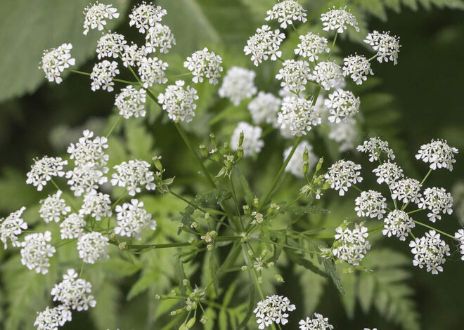 A deadly plant might be growing near your NC home. How to get rid of it