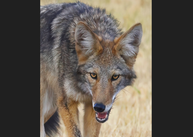 Up to 15 coyotes are roaming college campus, prompting warning from NC sheriff