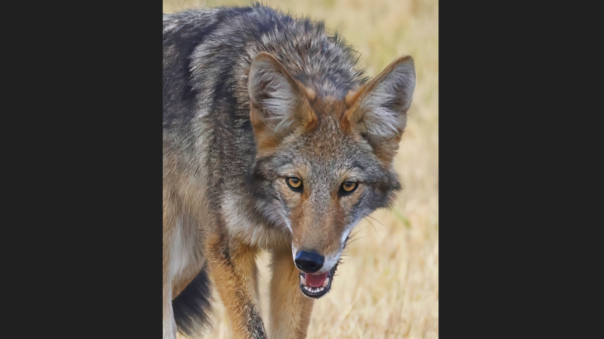 Up to 15 coyotes are roaming college campus, prompting warning from NC sheriff