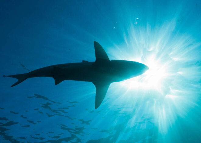 Sharks seen gathering off the NC coast, video shows. How to avoid a bite