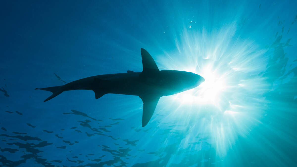 Sharks seen gathering off the NC coast, video shows. How to avoid a bite