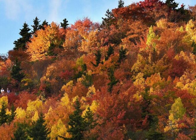 Fall color guide: The best times to see the leaves change in North Carolina