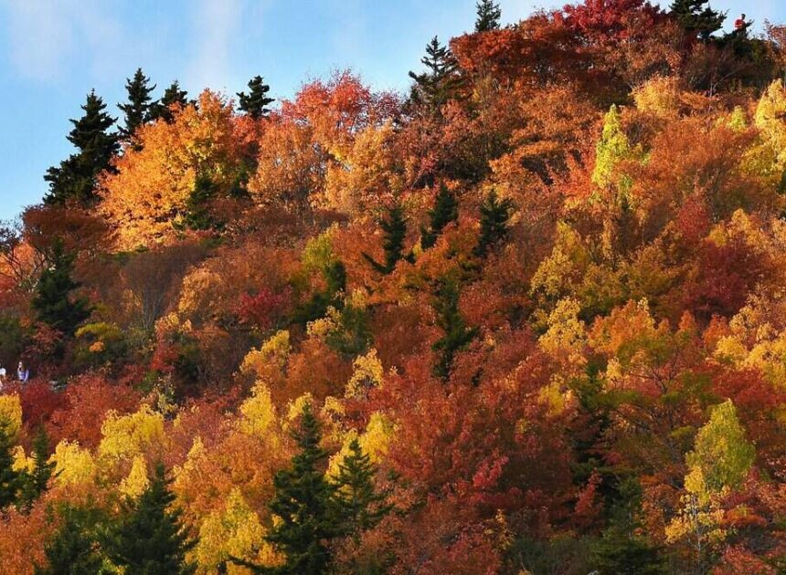 Here’s when & where fall leaves will peak across North Carolina this season