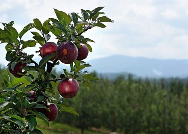 13 of the best places to pick apples this fall in North Carolina