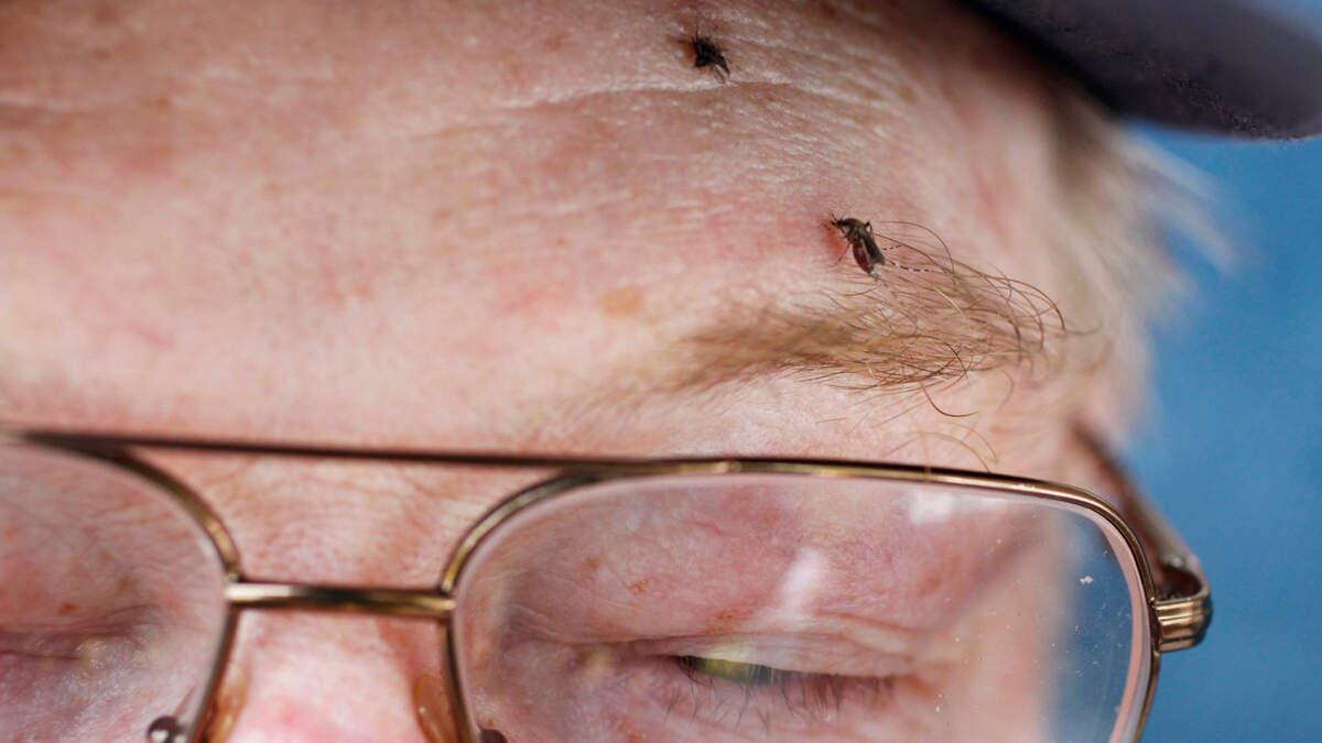 3 cases of West Nile Virus reported in Mecklenburg County