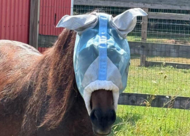 Banker horse wearing mask is scaring other horses, NC Outer Banks nonprofit says