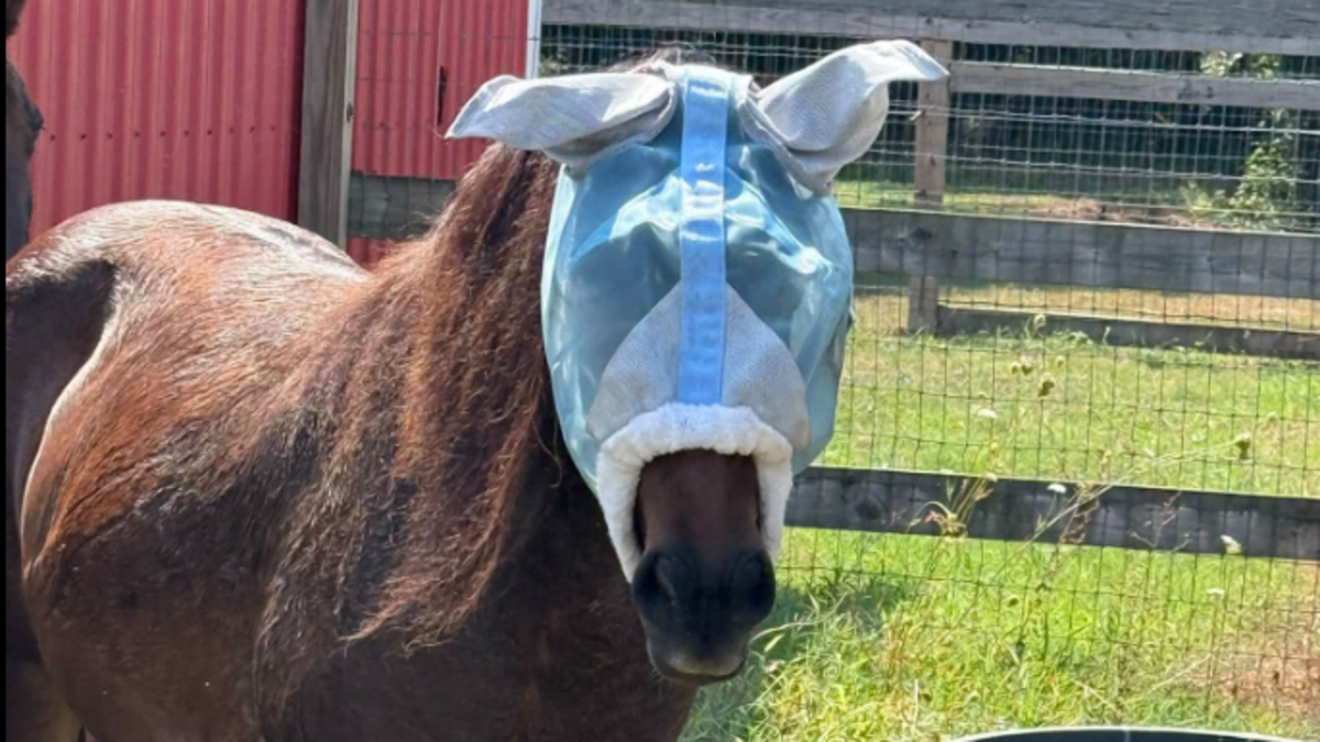 Banker horse wearing mask is scaring other horses, NC Outer Banks nonprofit says
