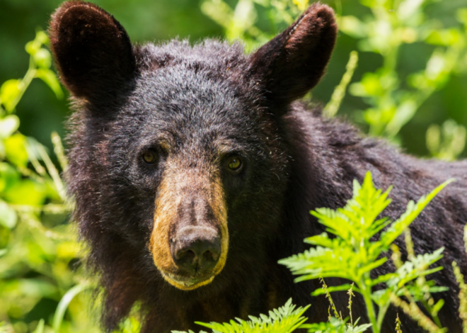 Hungry bear keeps trying to force its way into homes in NC neighborhood, state says
