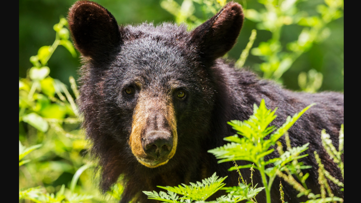 Hungry bear keeps trying to force its way into homes in NC neighborhood, state says