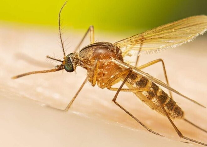 Mecklenburg Public Health responds to West Nile Virus cases, anticipates more