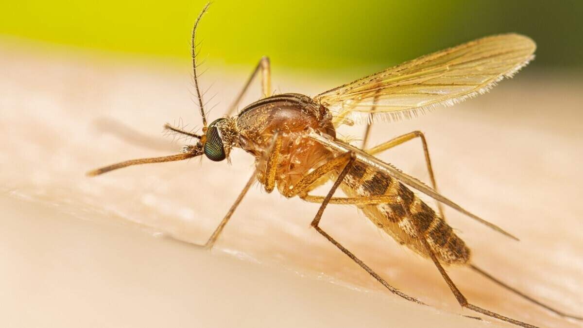 Mecklenburg Public Health responds to West Nile Virus cases, anticipates more